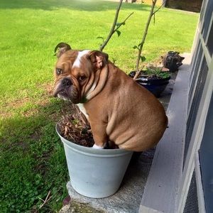 Meet your Posher, Sophie